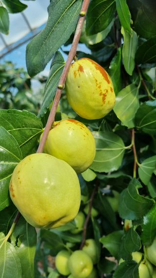 오학봉(멀티팜)님의 10월 농사 성적 자랑하기 · 참여글 작성글 사진