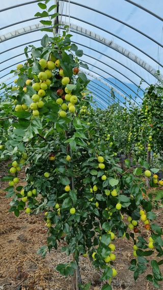 오학봉(멀티팜)님의 10월 농사 성적 자랑하기 · 참여글 작성글 사진