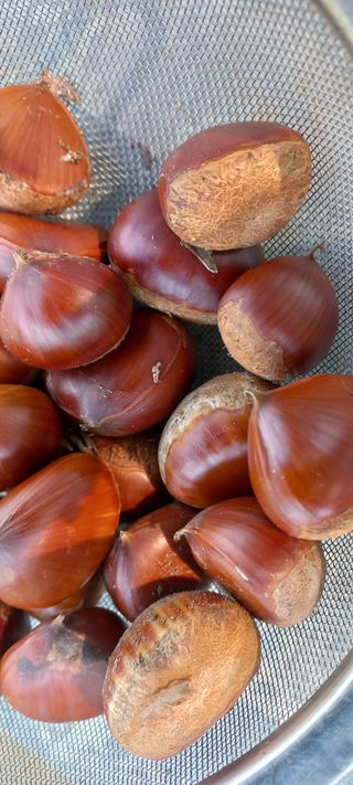 한학수님의 10월 농사 성적 자랑하기 · 참여글 작성글 사진