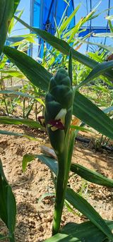 팜모닝 10월 농사 성적 자랑하기·참여글 게시글 이미지