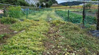 정금기님의 들깨 · 자유게시판 작성글 사진