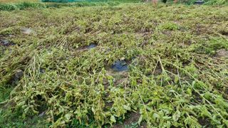 정금기님의 들깨 · 자유게시판 작성글 사진