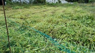 정금기님의 들깨 · 자유게시판 작성글 사진