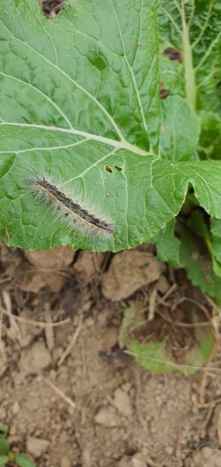 이윤기님의 배추 · 영농일지 작성글 사진