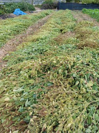 이철우님의 들깨 · 자유게시판 작성글 사진