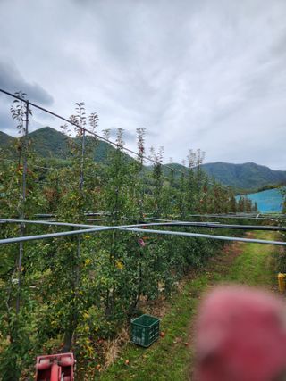 임태록(슬송아농원)님의 작성글 사진