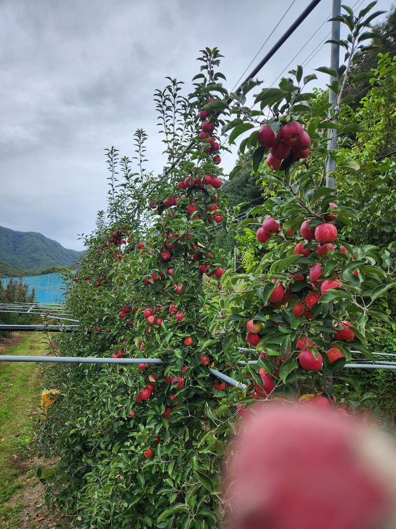 임태록(슬송아농원)님의 장터 판매 상품 [프리미엄사과 천홍2k 3만원] 첨부 사진