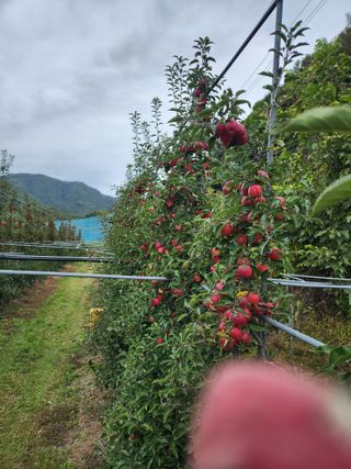 임태록(슬송아농원)님의 작성글 사진