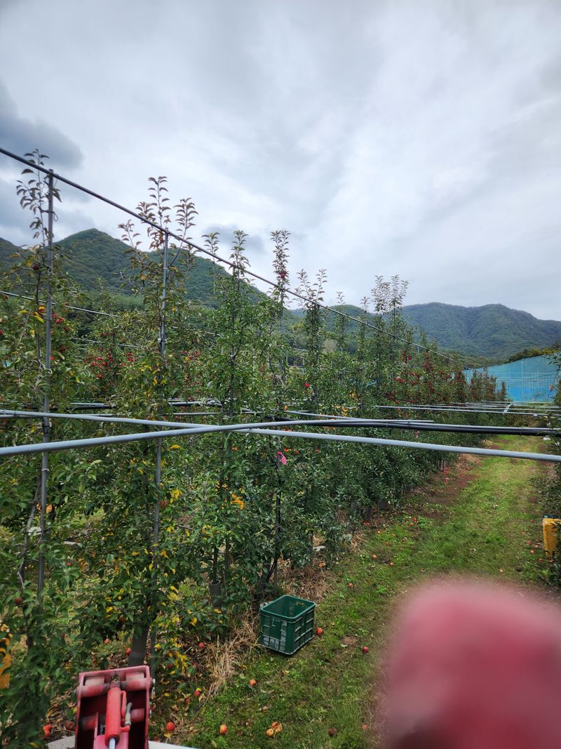 임태록(슬송아농원)님의 장터 판매 상품 [프리미엄사과 천홍2k 3만원] 첨부 사진