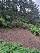 팜모닝 마늘·영농일지 게시글 이미지