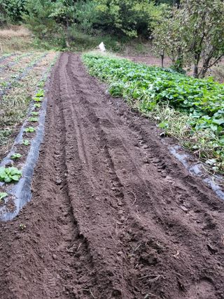영자님의 마늘 · 영농일지 작성글 사진
