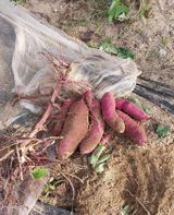 팜모닝 10월 농사 성적 자랑하기·참여글 게시글 이미지