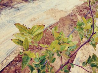 이수혁님의 기타작물 · 병해충상담 작성글 사진