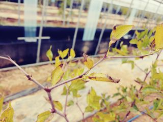 이수혁님의 기타작물 · 병해충상담 작성글 사진