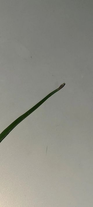 솔안농부님의 파 · 병해충상담 작성글 사진