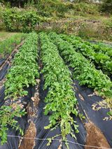 팜모닝 10월 농사 성적 자랑하기·참여글 게시글 이미지