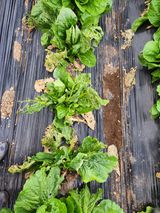 팜모닝 배추·병해충상담 게시글 이미지