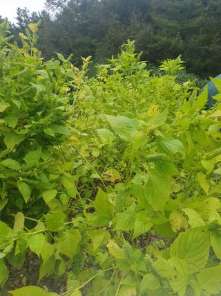 남 샘결 개둥맘님의 들깨 · 자유게시판 작성글 사진