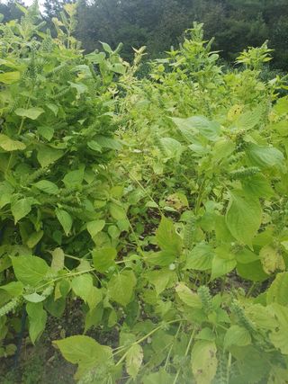 남 샘결 개둥맘님의 들깨 · 자유게시판 작성글 사진