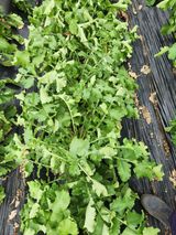 팜모닝 배추·병해충상담 게시글 이미지