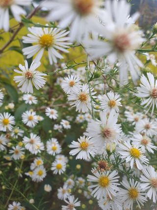 남 샘결 개둥맘님의 자유주제 · 자유게시판 작성글 사진