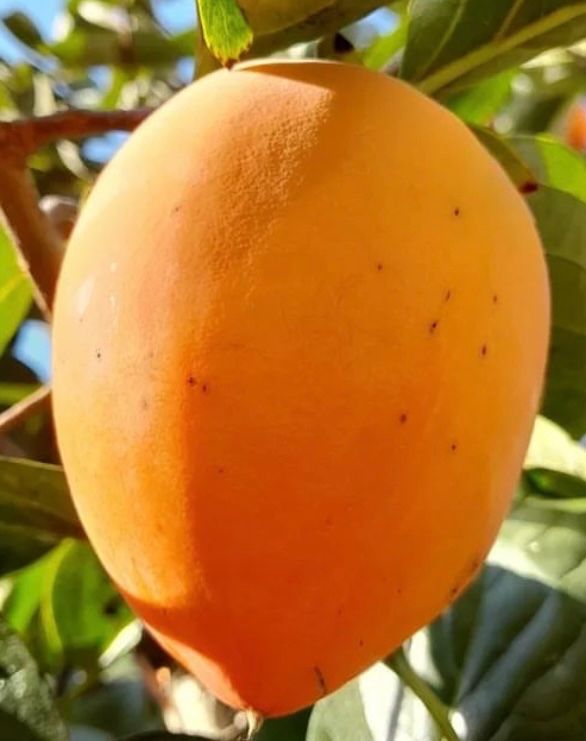 일심묘목농원님의 장터 판매 상품 [대봉 감나무 3년생 결실주 분묘] 첨부 사진