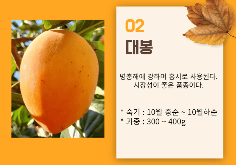 일심묘목농원님의 장터 판매 상품 [대봉 감나무 3년생 결실주 분묘] 첨부 사진