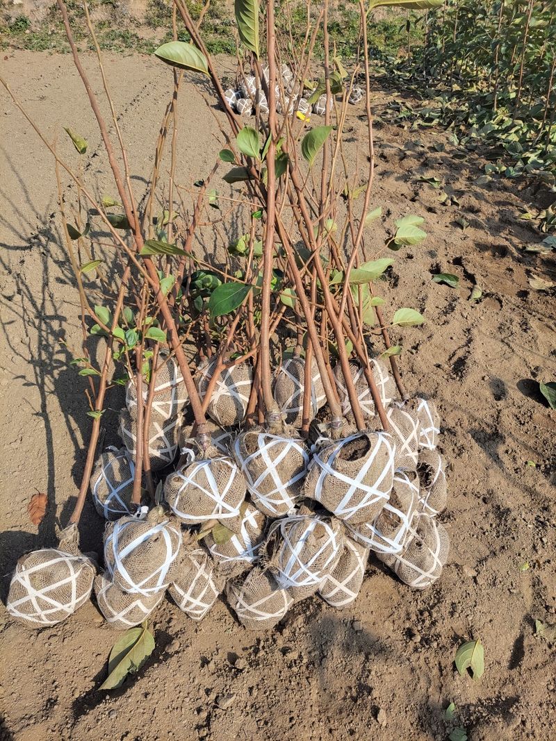 일심묘목농원님의 장터 판매 상품 [대봉 감나무 3년생 결실주 분묘] 첨부 사진