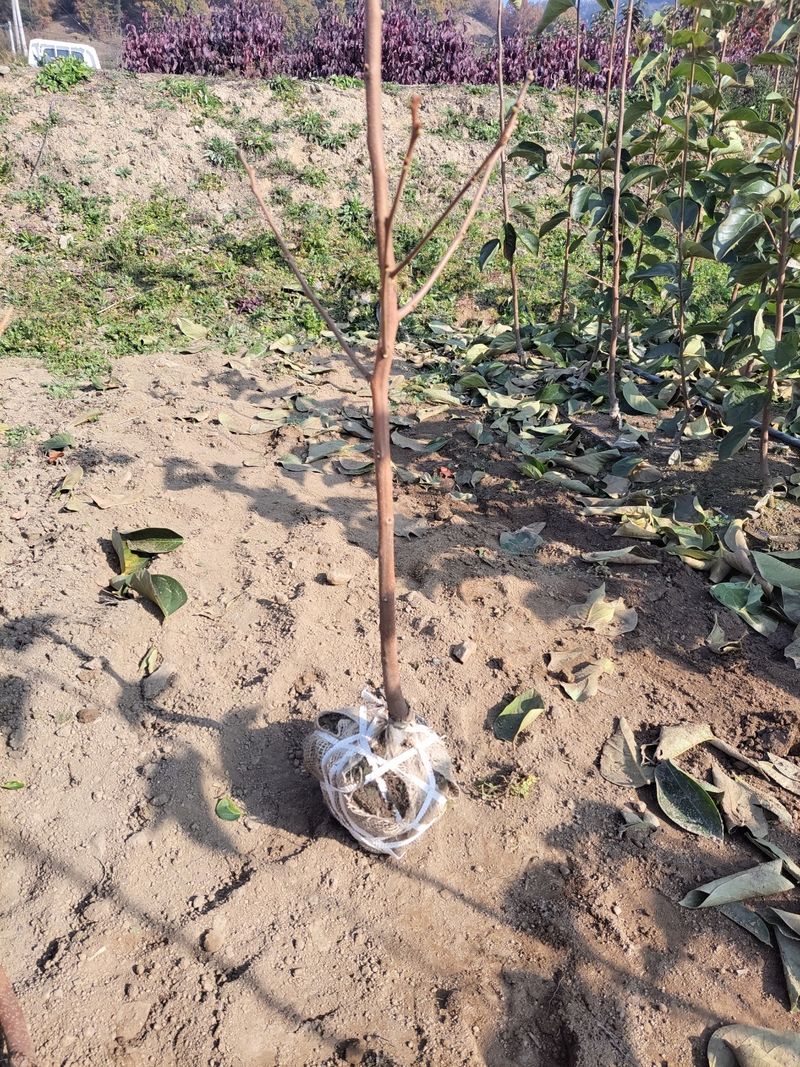 일심묘목농원님의 장터 판매 상품 [대봉 감나무 3년생 결실주 분묘] 첨부 사진