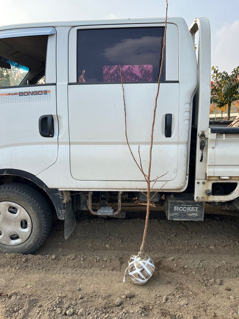 일심묘목농원님의 장터 판매 상품 [대봉 감나무 3년생 결실주 분묘] 첨부 사진