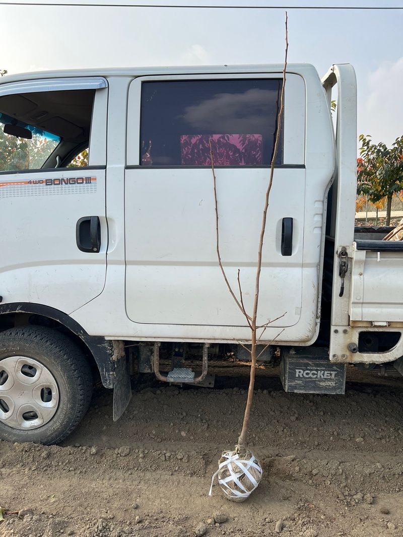 일심묘목농원님의 장터 판매 상품 [대봉 감나무 3년생 결실주 분묘] 첨부 사진