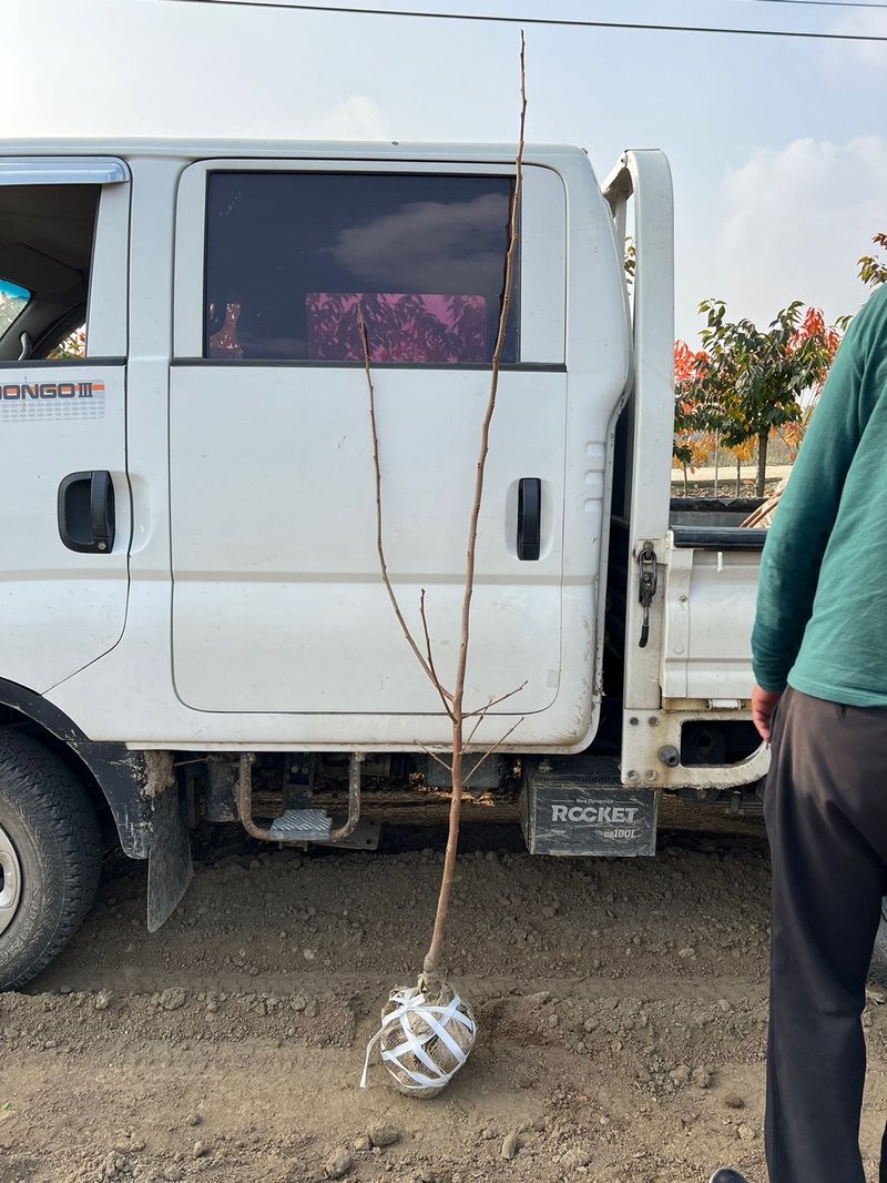 일심묘목농원님의 장터 판매 상품 [대봉 감나무 3년생 결실주 분묘] 첨부 사진