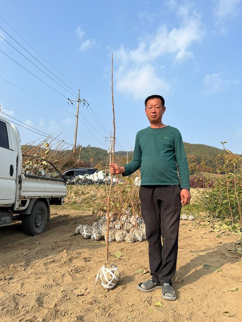 일심묘목농원님의 장터 판매 상품 [대봉 감나무 3년생 결실주 분묘] 첨부 사진