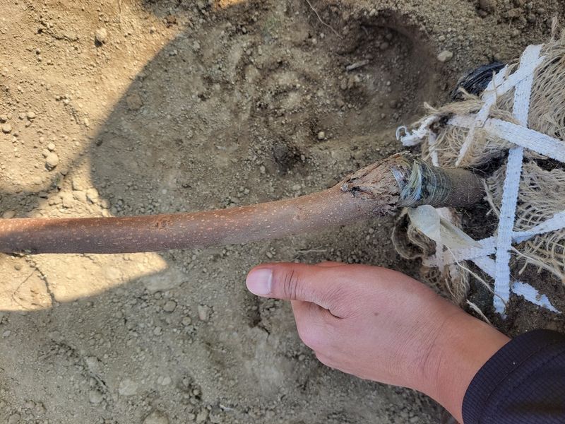 일심묘목농원님의 장터 판매 상품 [대봉 감나무 3년생 결실주 분묘] 첨부 사진