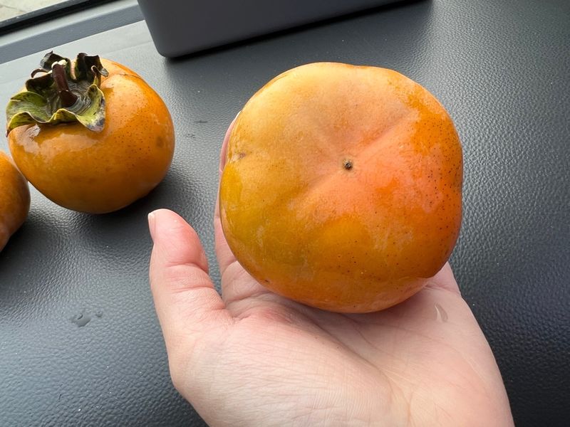 장터 상품 [차량단감 3년생 결실주 분묘] 썸네일