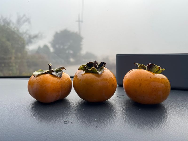 일심묘목농원님의 장터 판매 상품 [차량단감 3년생 결실주 분묘] 첨부 사진