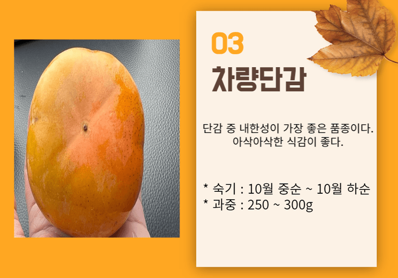 일심묘목농원님의 장터 판매 상품 [차량단감 3년생 결실주 분묘] 첨부 사진