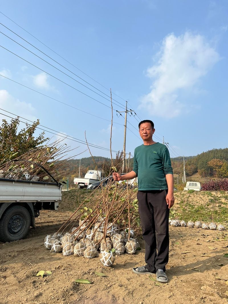 일심묘목농원님의 장터 판매 상품 [차량단감 3년생 결실주 분묘] 첨부 사진