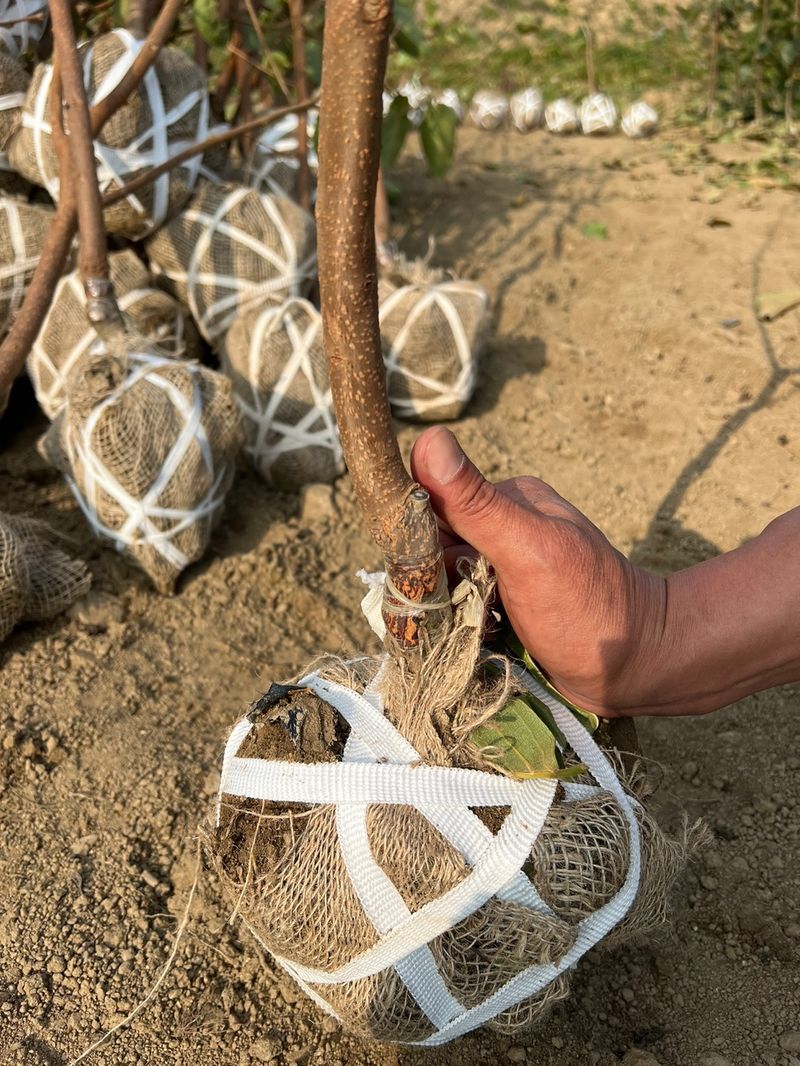 일심묘목농원님의 장터 판매 상품 [차량단감 3년생 결실주 분묘] 첨부 사진