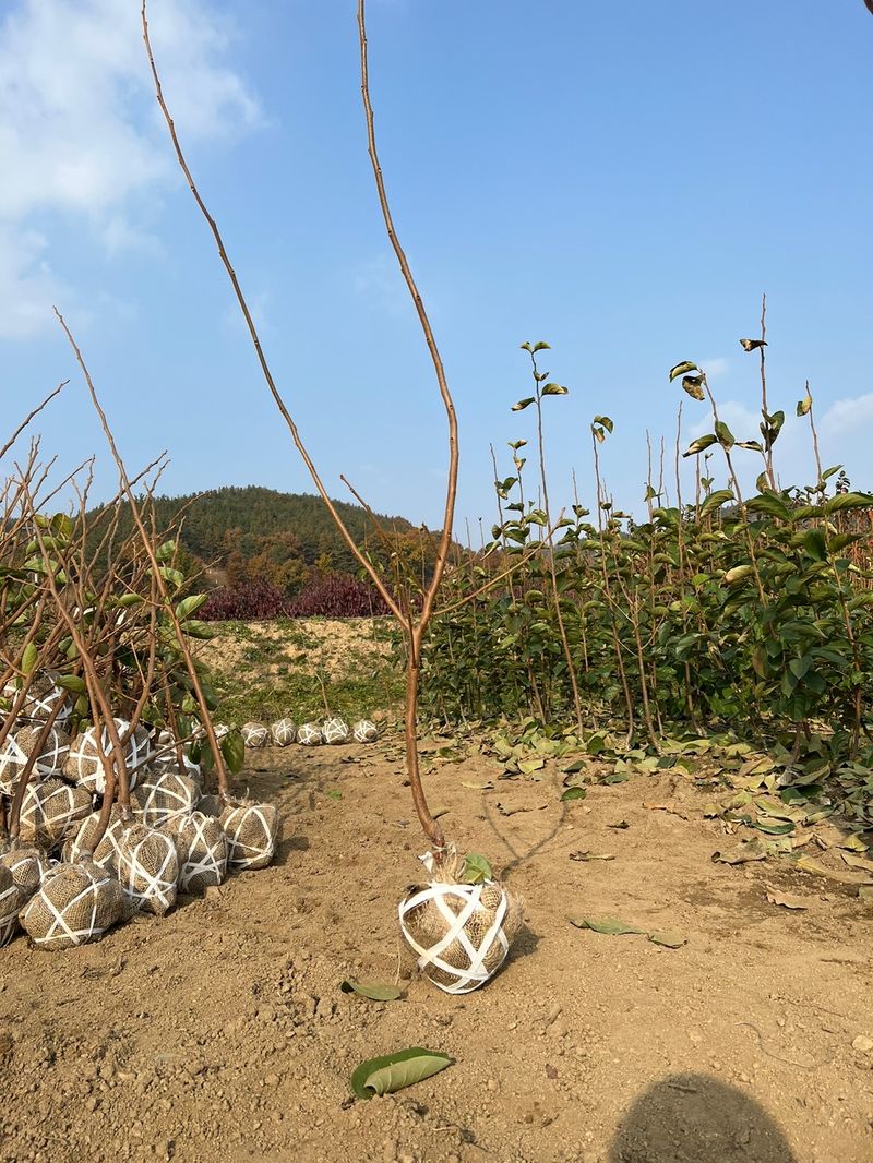 일심묘목농원님의 장터 판매 상품 [차량단감 3년생 결실주 분묘] 첨부 사진