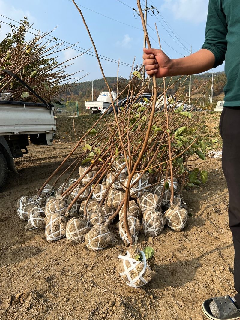 일심묘목농원님의 장터 판매 상품 [차량단감 3년생 결실주 분묘] 첨부 사진