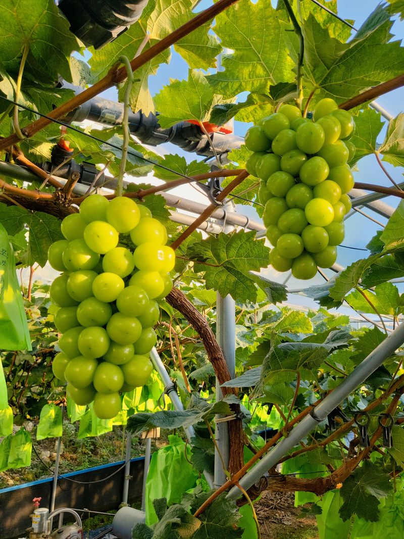 장터 상품 [특가할인 샤인머스켓2kg*3수 1박스] 썸네일