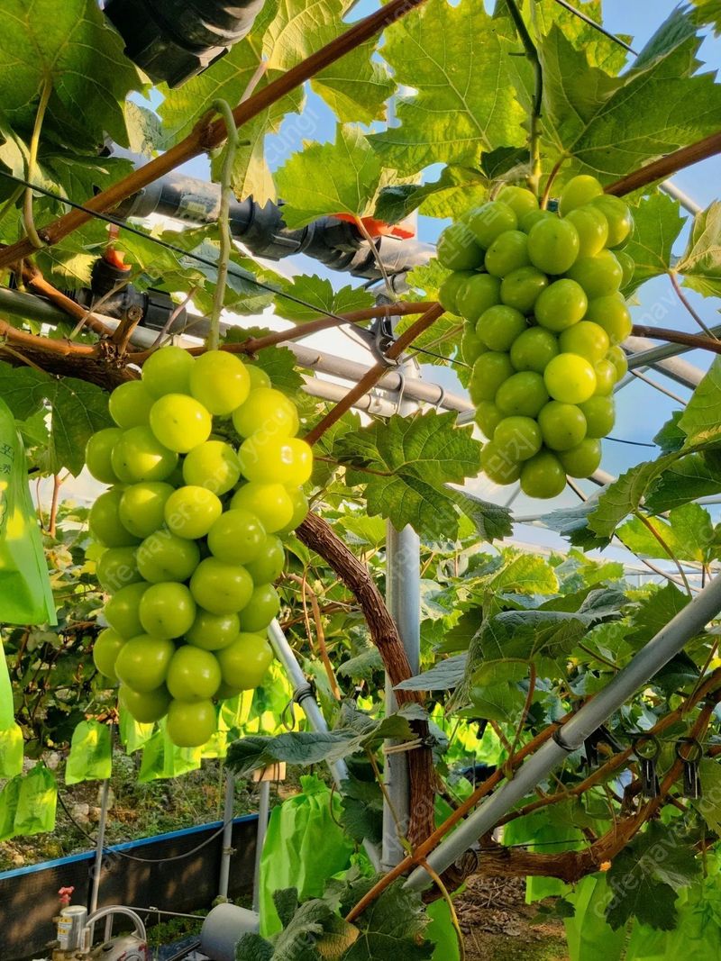 벌꿀농장♡권은주님의 장터 판매 상품 [특가할인 샤인머스켓2kg*3수 1박스] 첨부 사진