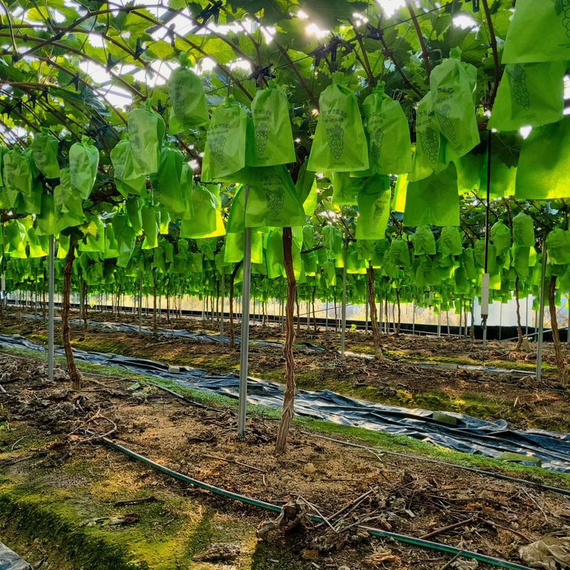 벌꿀농장♡권은주님의 장터 판매 상품 [특가할인 샤인머스켓2kg*3수 1박스] 첨부 사진