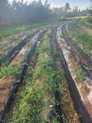 김영복 19146님의 10월 농사 성적 자랑하기 · 참여글 작성글 사진