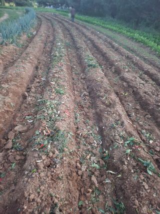 김영복 19146님의 10월 농사 성적 자랑하기 · 참여글 작성글 사진