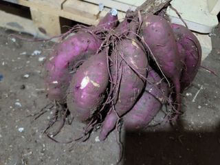 이성우님의 10월 농사 성적 자랑하기 · 참여글 작성글 사진