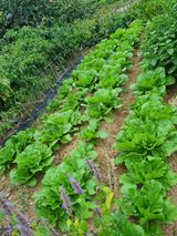 팜모닝 배추·영농일지 게시글 이미지