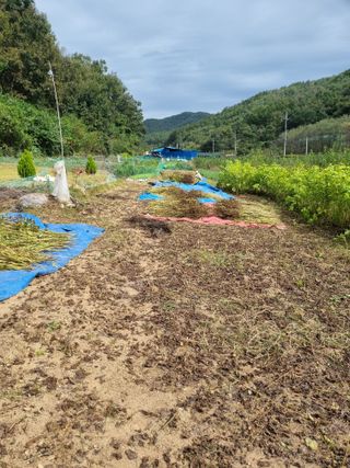 최영환님의 10월 농사 성적 자랑하기 · 참여글 작성글 사진