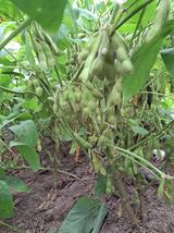 팜모닝 10월 농사 성적 자랑하기·참여글 게시글 이미지